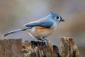Colourful Tiny Blue, Rust and White Tufted Titmouse Perched on Tree Stump