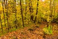 A Colourful Trail in The Woods