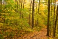 A Colourful Trail in The Woods