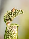 Colourful trap of Sarracenia, carnivorous plant