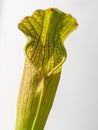 Colourful trap of Sarracenia, carnivorous plant