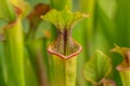 Colourful trap of Sarracenia, carnivorous plant