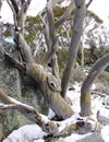 A colourful tree and a boulder with lichen Royalty Free Stock Photo