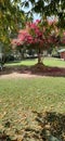 A colourful tree and lawn . Calm morning