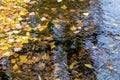 The colourful tree leaves floating on a stream