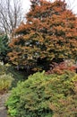 Colourful tree in the park Royalty Free Stock Photo