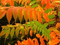 Colourful tree shrubs bushes leaves in autumn. Welcome first autumn days. Vivid red, green, orange and yellow colors.