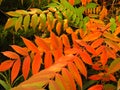 Colourful tree shrubs bushes leaves in autumn. Welcome first autumn days. Vivid red, green, orange and yellow colors.