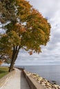 Colourful Tree Looks Out over Lake Ontario