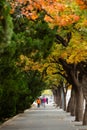 Colourful trees in autumn in Beijing, China
