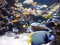 Colourful Tropical Angel Fish