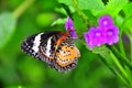 Colourful tropical butterfly on violet flower Royalty Free Stock Photo