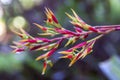 Colourful Tropical Flower - Heliconia