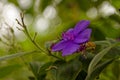 colourful tropical mauve flower