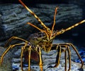 Colourful Tropical Rock lobster close up with blur under water on background of beautiful underwater stones. Royalty Free Stock Photo