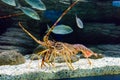 Colourful Tropical Rock lobster under water