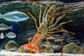 Colourful Tropical Rock lobster under water