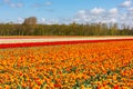 A colourful tulip field near Lisse in Holland