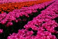 Lily field of prominent pink tulips Colourful tulip fields in spring Abbotsford, British Columbia, Canada Royalty Free Stock Photo