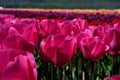 Lily field of prominent pink tulips Colourful tulip fields in spring Abbotsford, British Columbia, Canada Royalty Free Stock Photo