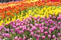 Colourful tulip flower garden, nature background, outdoor day light Royalty Free Stock Photo