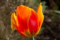 Colourful tulip flower in park , close up.