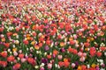 Colourful tulip flowers with beautiful background on a bright summer day Royalty Free Stock Photo