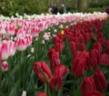 Colourful tulip flowers with beautiful background on a bright summer day Royalty Free Stock Photo