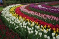 Colourful tulip flowers with beautiful background on a bright summer day Royalty Free Stock Photo