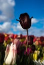 Colourful tulip flowers with beautiful background on a bright summer day, the black tulip Royalty Free Stock Photo