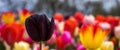 Colourful tulip flowers with beautiful background on a bright summer day, black tulip Royalty Free Stock Photo