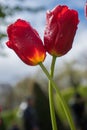 Colourful tulip flowers with beautiful background on a bright summer day, tulip couple Royalty Free Stock Photo