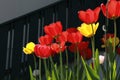 Tulip flowers under sunshine