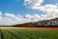 Colourful tulip field in Lisse on a beautiful cloudy sky