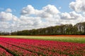 A colourful tulipfield. Royalty Free Stock Photo