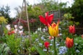 Colourful tulips amongst other plants, shrubs and greenery in a slightly neglected, messy, overgrown suburban garden. Royalty Free Stock Photo