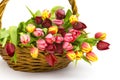 Colourful tulips in a basket Royalty Free Stock Photo