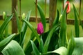 Colourful tulips beginning to bloom in spring garden Royalty Free Stock Photo