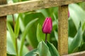 Colourful tulips beginning to bloom in spring garden Royalty Free Stock Photo