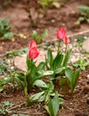 Colourful tulips beginning to bloom in spring garden Royalty Free Stock Photo