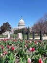 Colourful tulips behind the Capitolium.