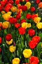 Colourful tulips Royalty Free Stock Photo