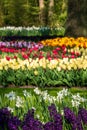 Colourful tulips, daffodils and hyacinths on display at Keukenhof Gardens, Lisse, South Holland. Royalty Free Stock Photo