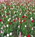 Colourful tulips flowers season garden flower beauty Royalty Free Stock Photo