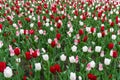 Colourful tulips flowers season garden flower beauty Royalty Free Stock Photo