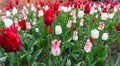 Colourful tulips flowers season garden outdoor beauty Royalty Free Stock Photo