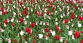 Colourful tulips flowers season garden outdoor beauty Royalty Free Stock Photo