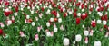 Colourful tulips flowers season garden outdoor beauty Royalty Free Stock Photo