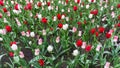 Colourful tulips flowers season garden outdoor beauty Royalty Free Stock Photo