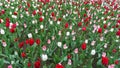 Colourful tulips flowers season garden Royalty Free Stock Photo